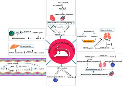 Resveratrol: Potential Application in Sepsis